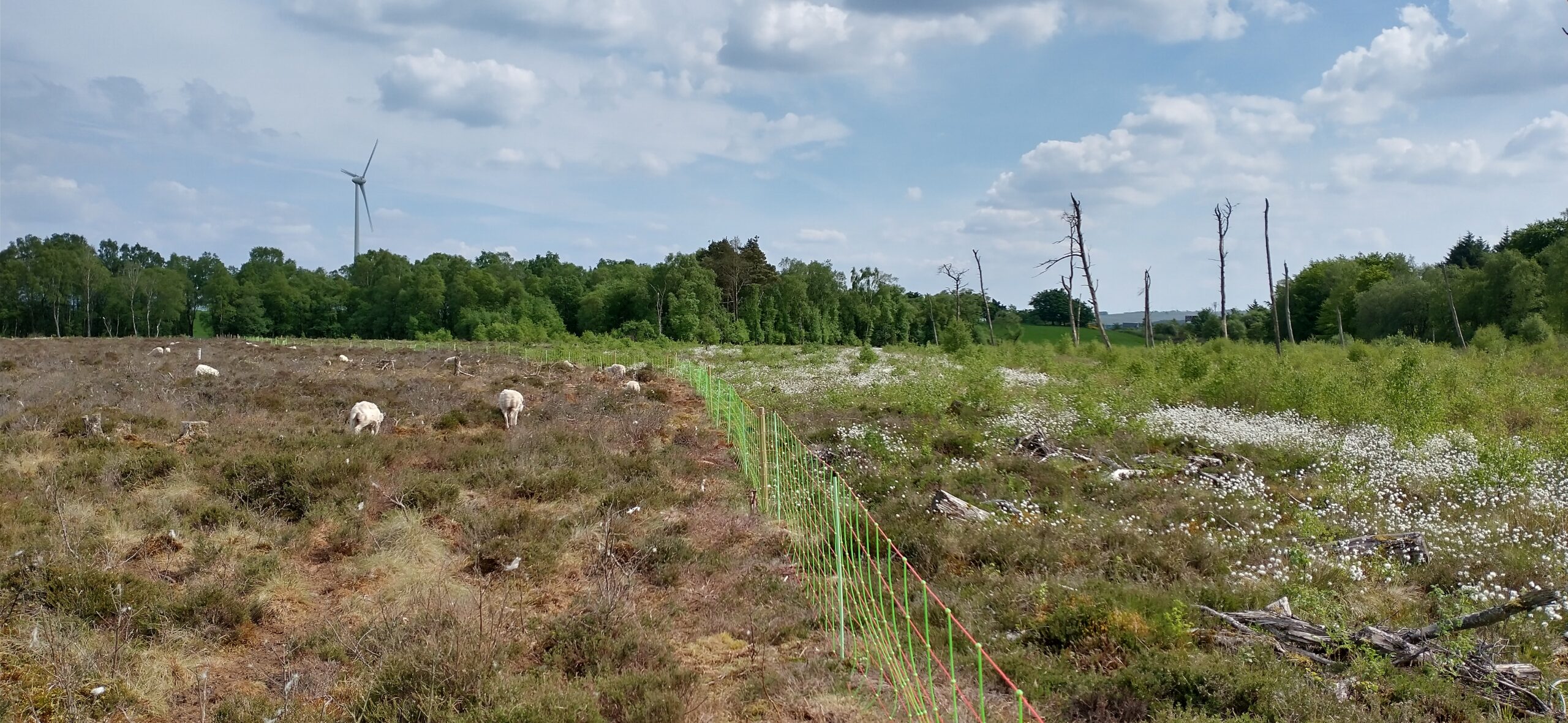 Bog Day 2021: Raising the ‘bog standard’ at Cander Moss
